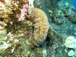 26 White-Spotted Sea Cucumber IMG 2299